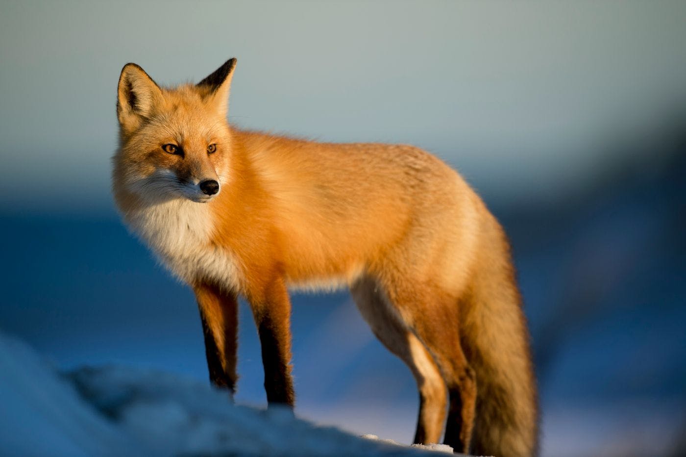 A red fox in snow