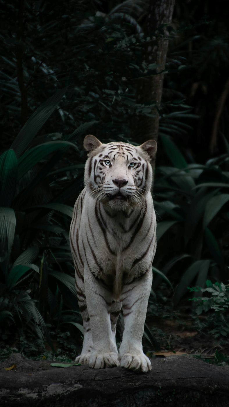 A white tiger at the edge of the jungle