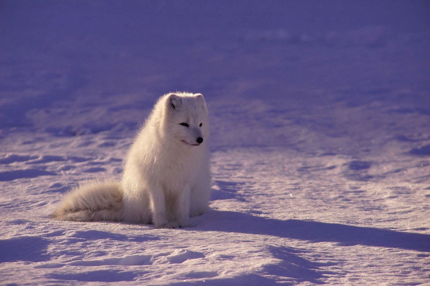 An arctic fox in the sun