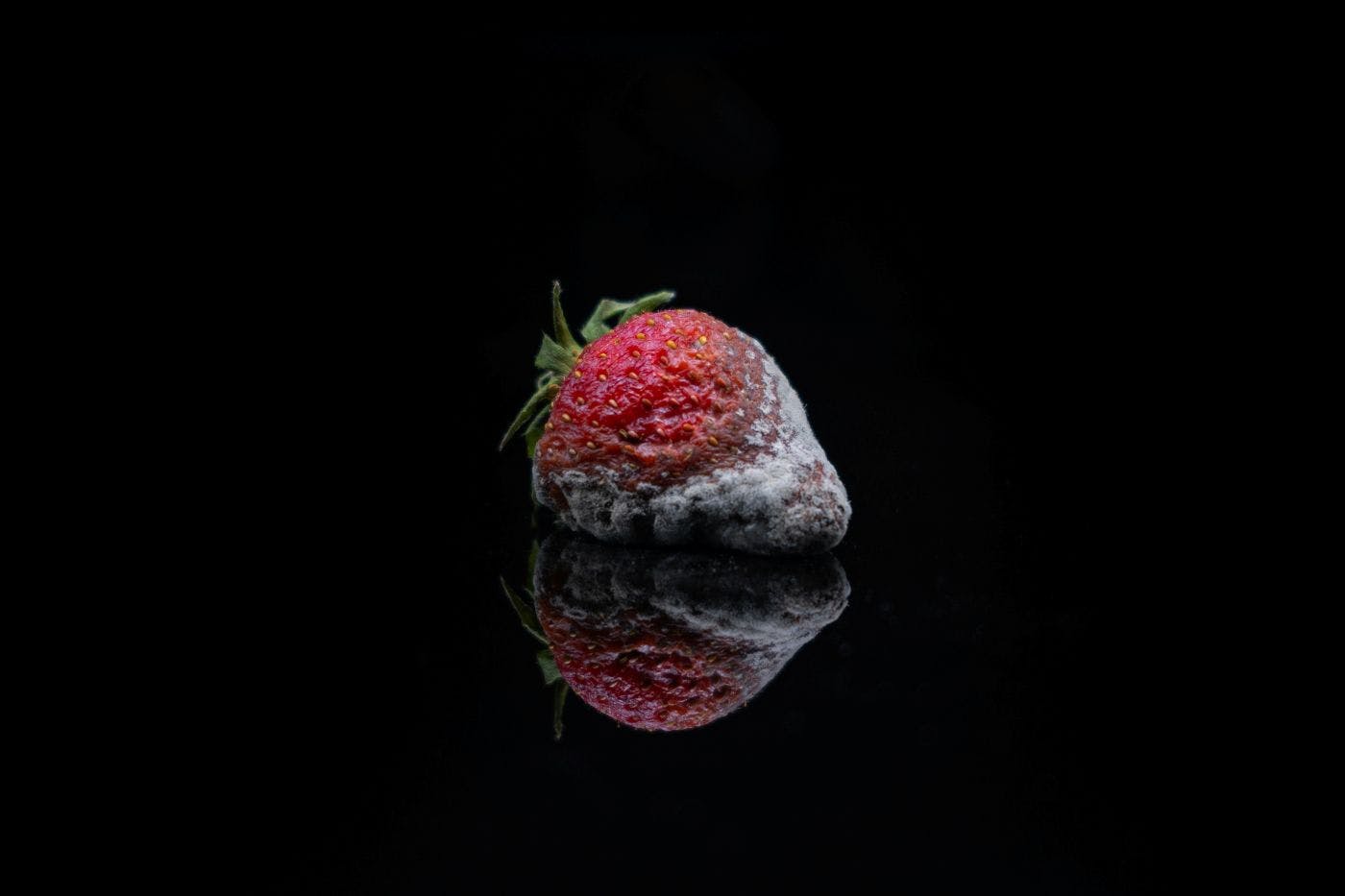 A single strawberry in blackness, starting to mold from the bottom
