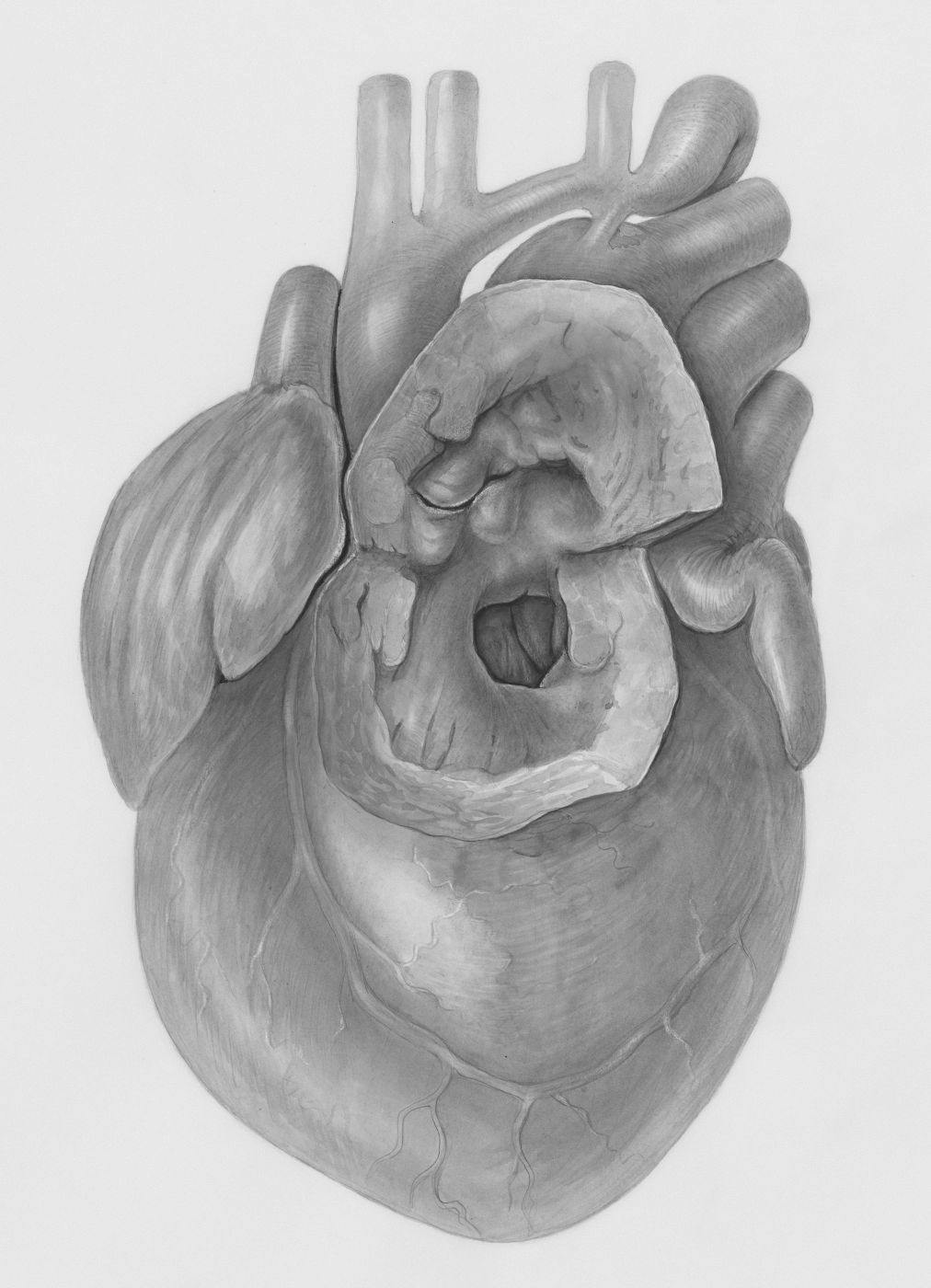 A pencil drawing of an anatomically correct human heart