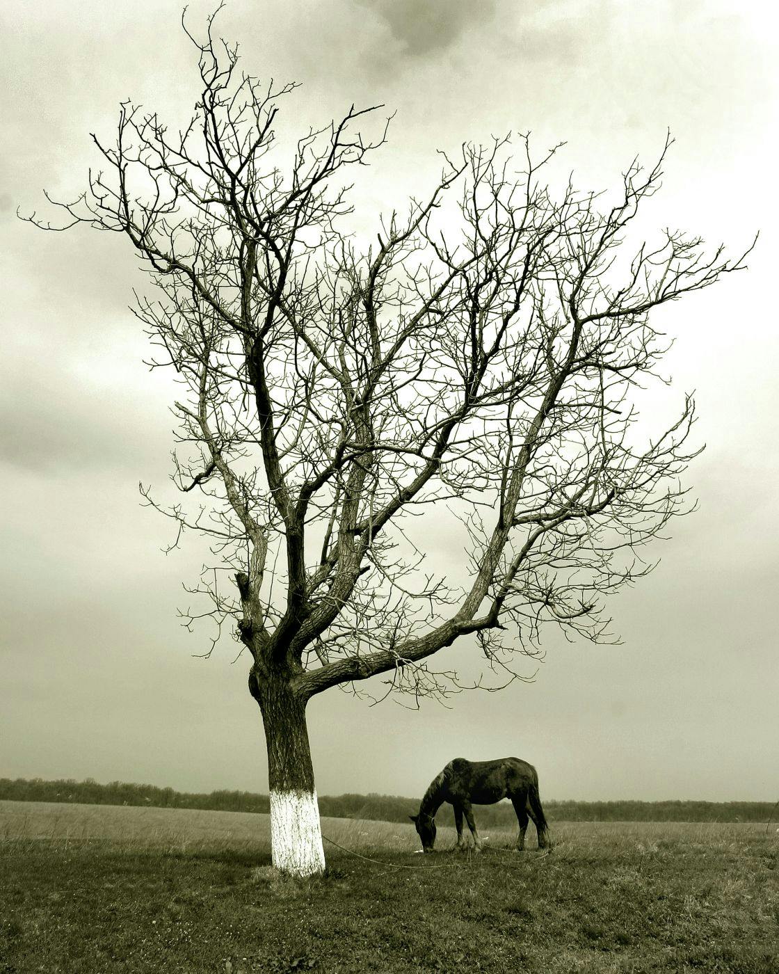 A horse grazing in a field by a tree with the bottom of the tree painted white