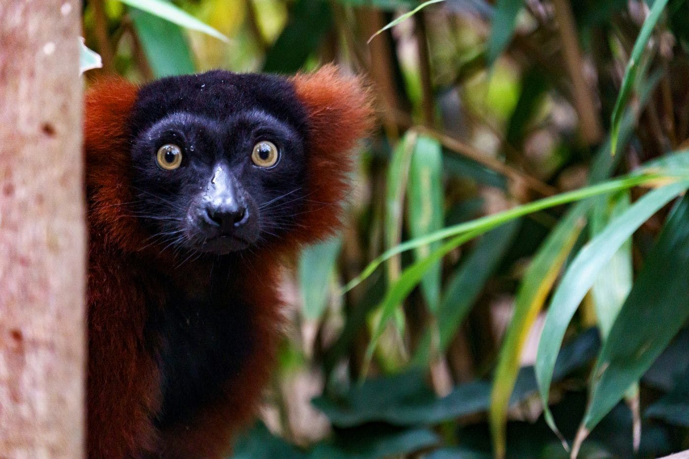 A red ruffed lemur behind a tree
