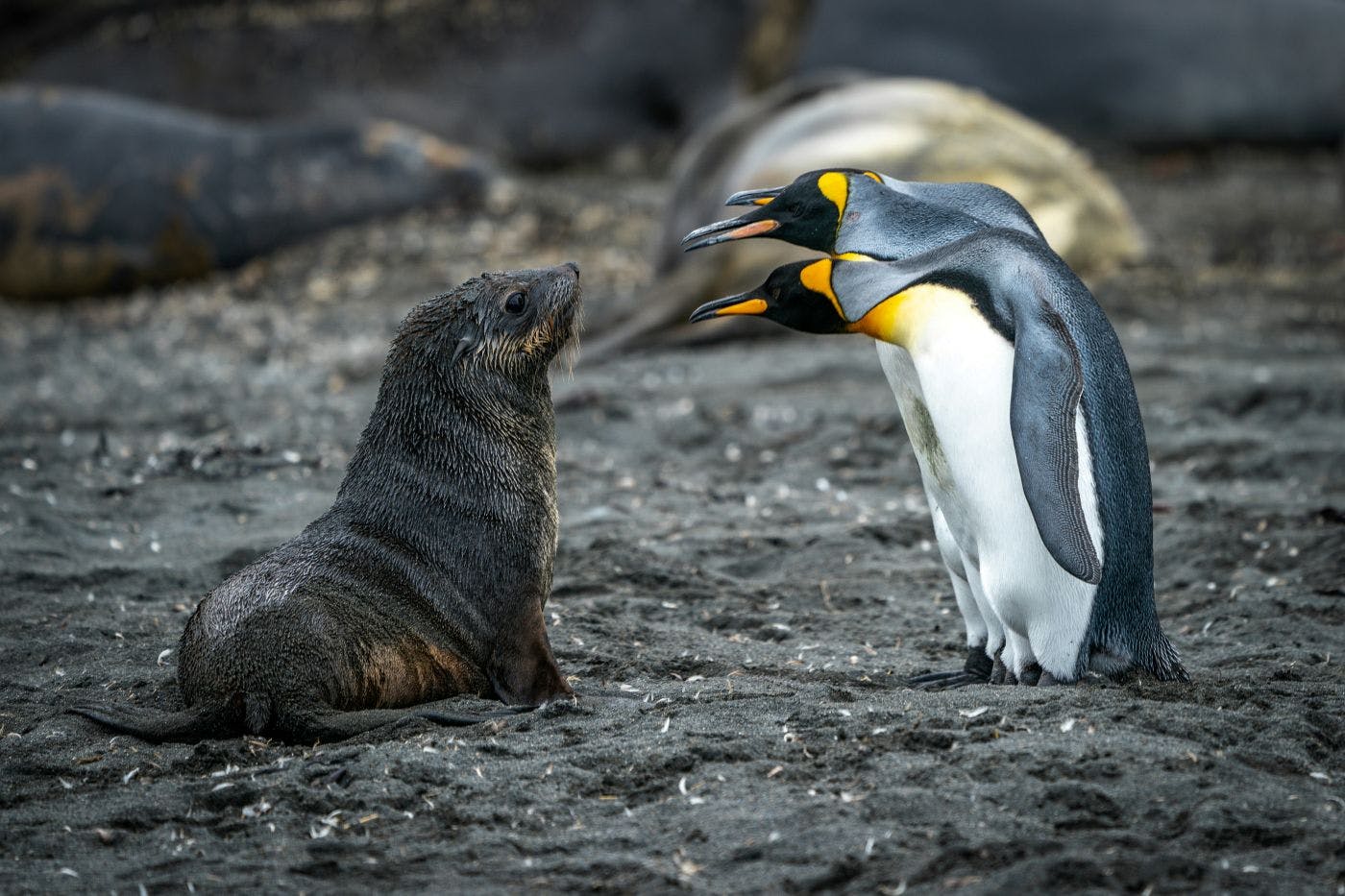 3 penguins looking at a young seal pup