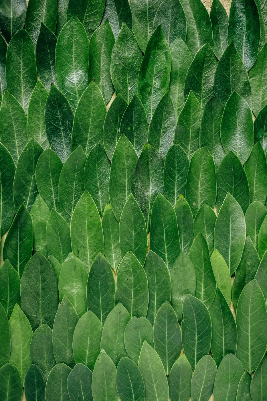green leaves in rows