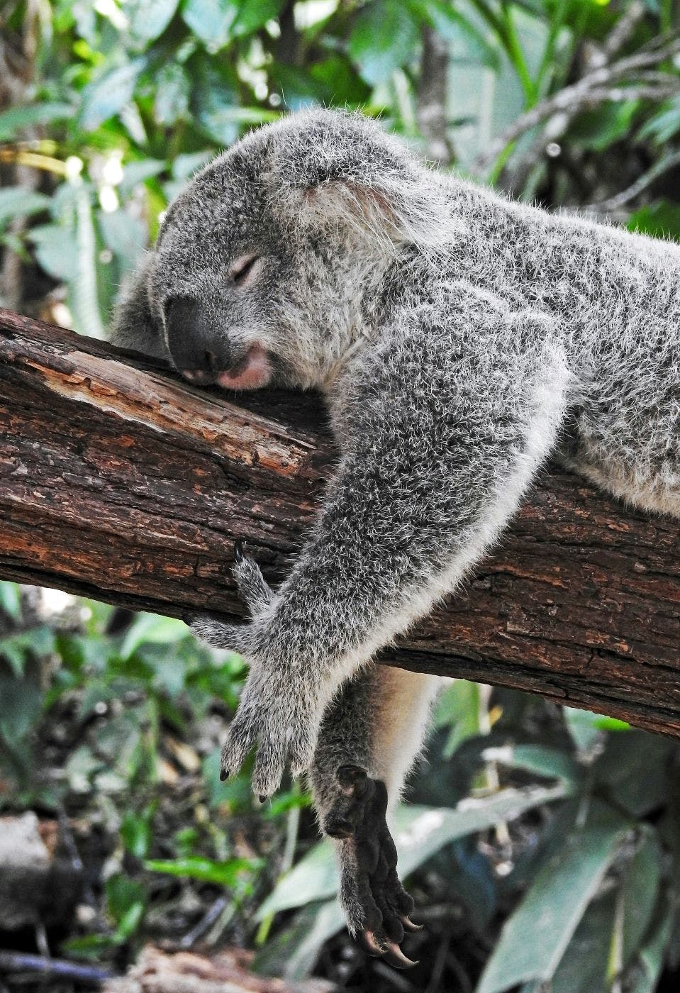 A koala asleep on a tree branch