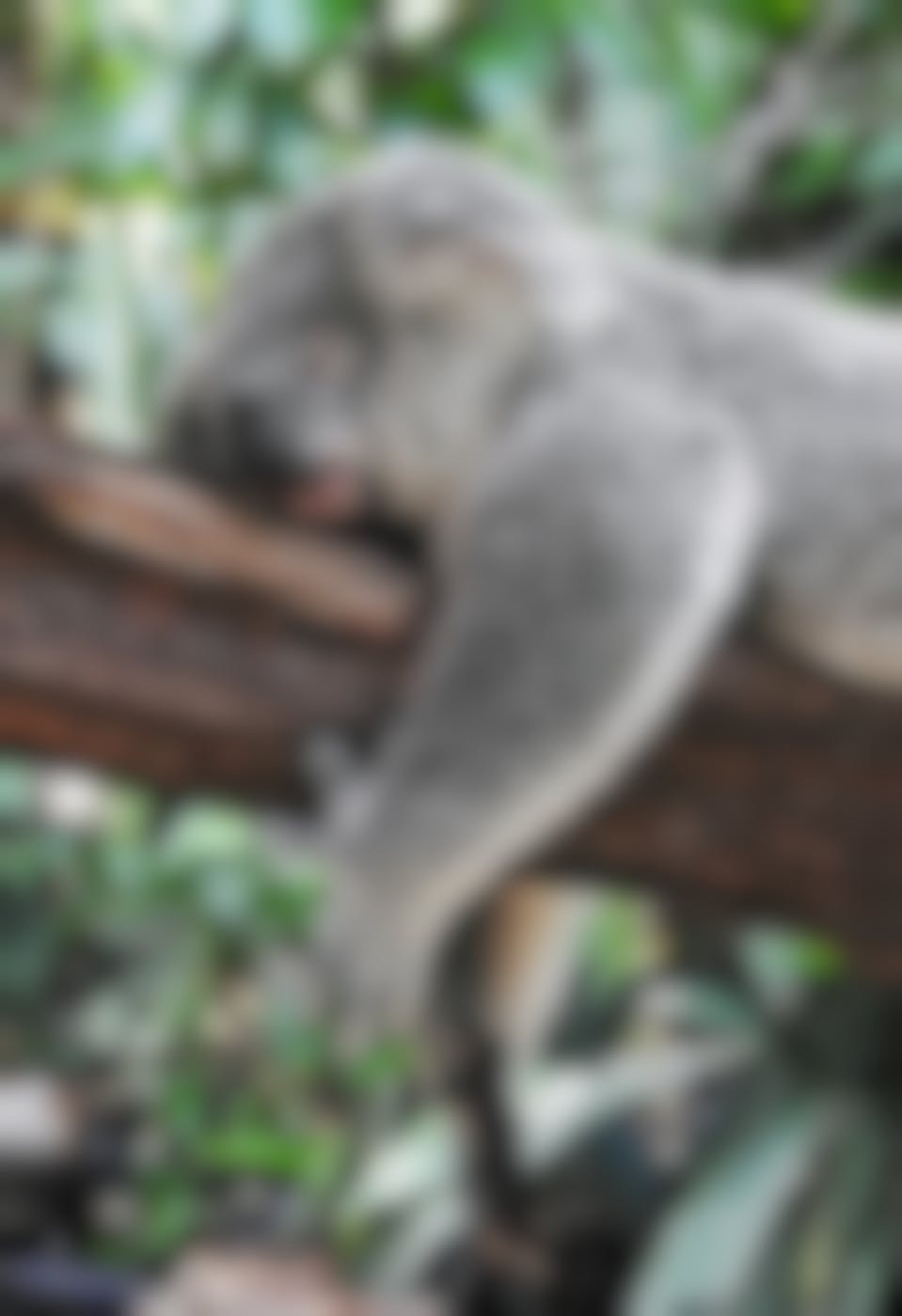 A koala asleep on a tree branch