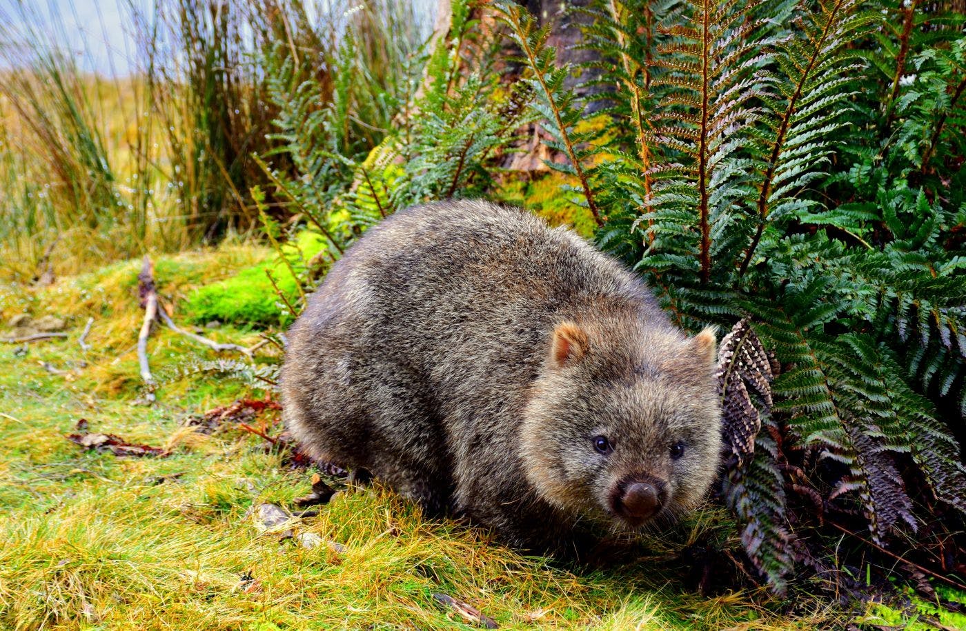 A wombat in a field by a bush