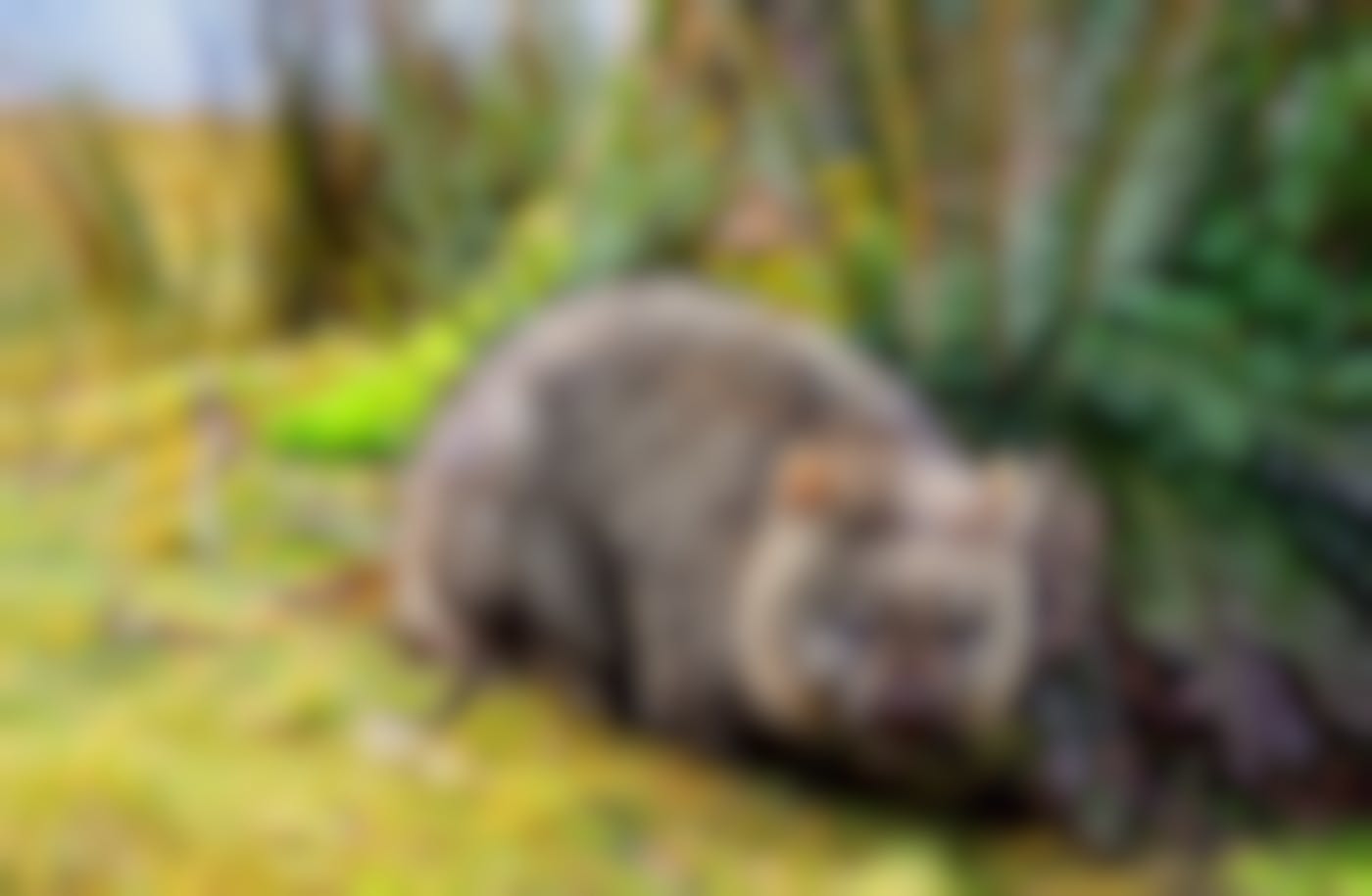 A wombat in a field by a bush