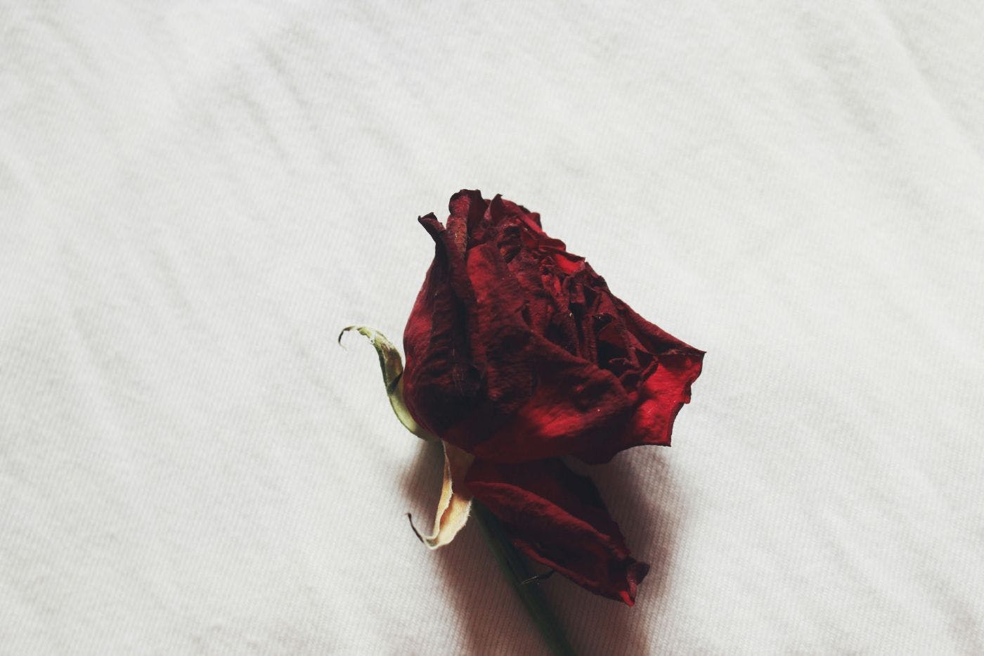 A dried red rosebud on a white silk