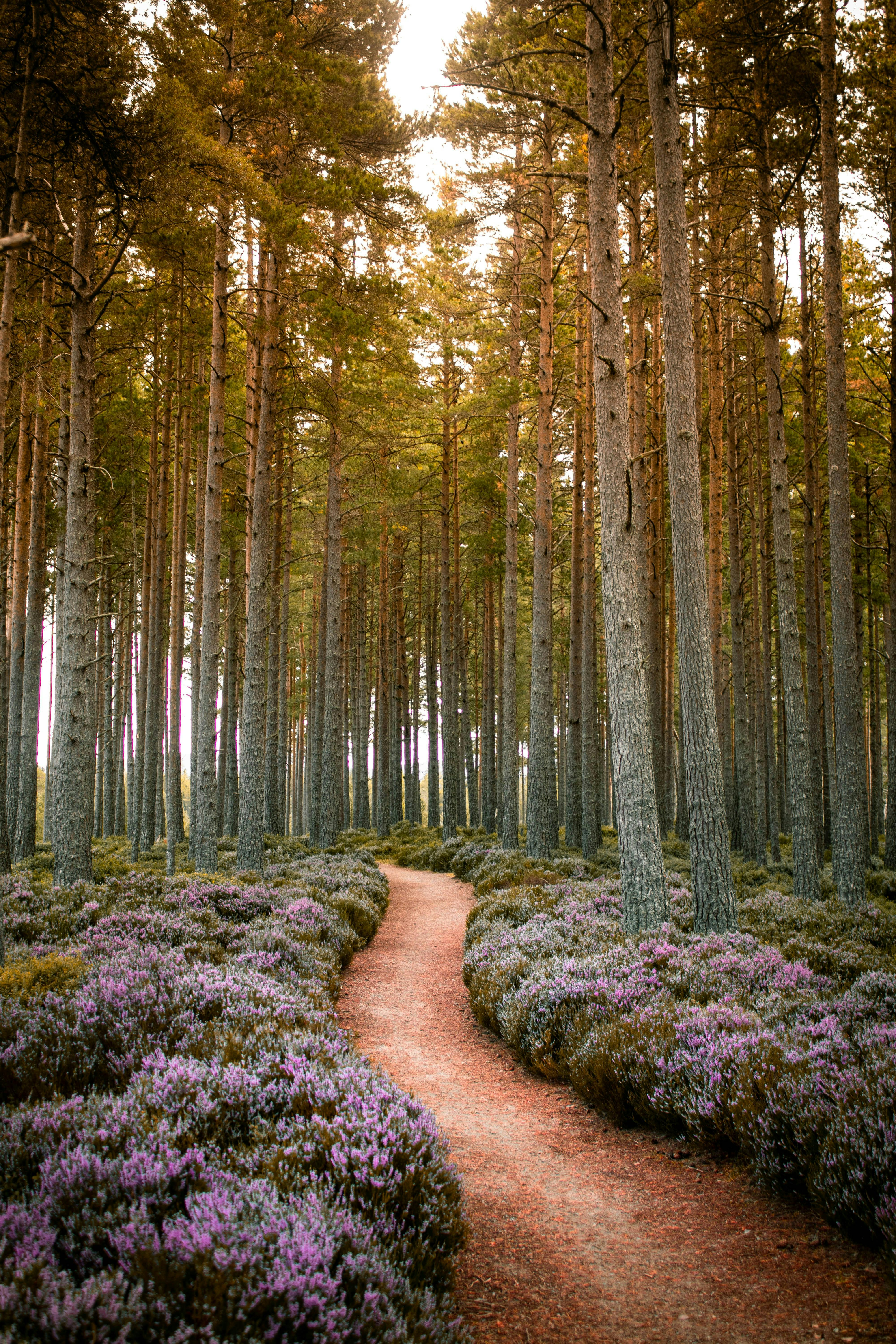 A path through the woods lined with purple flowers
