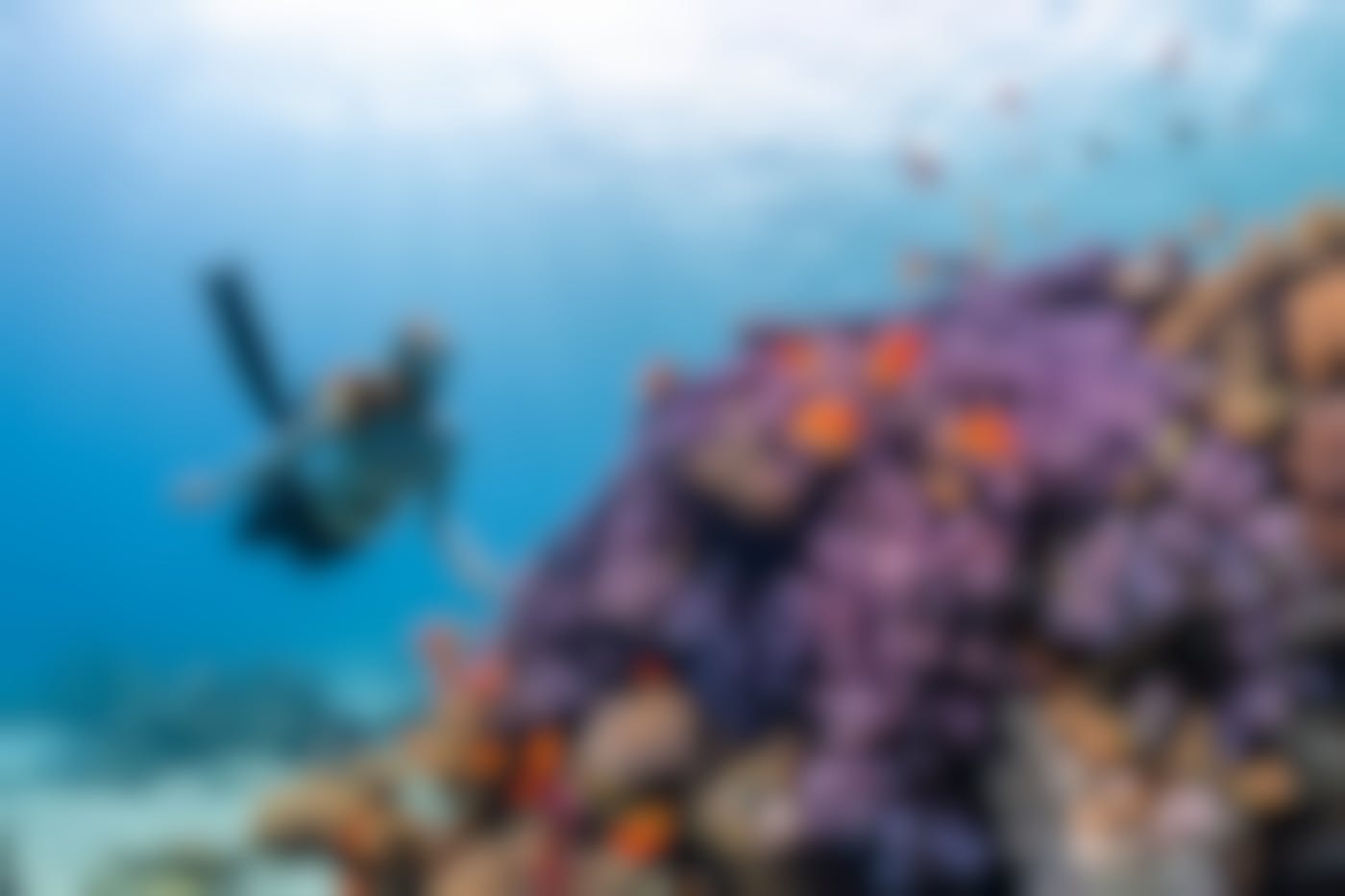 A woman snorkels over a colorful reef