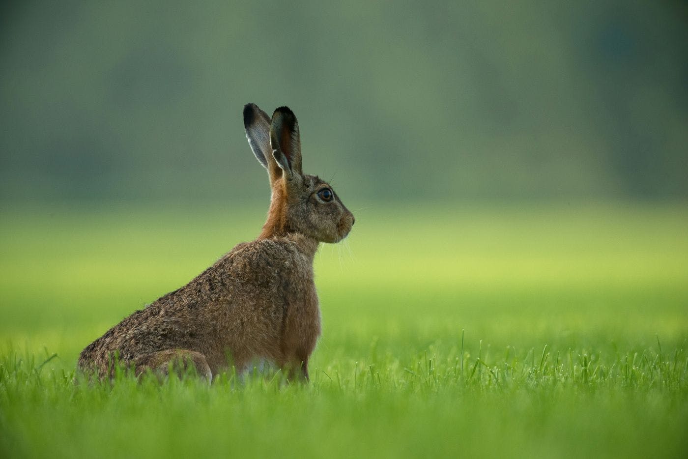 A jackrabbit in a green field