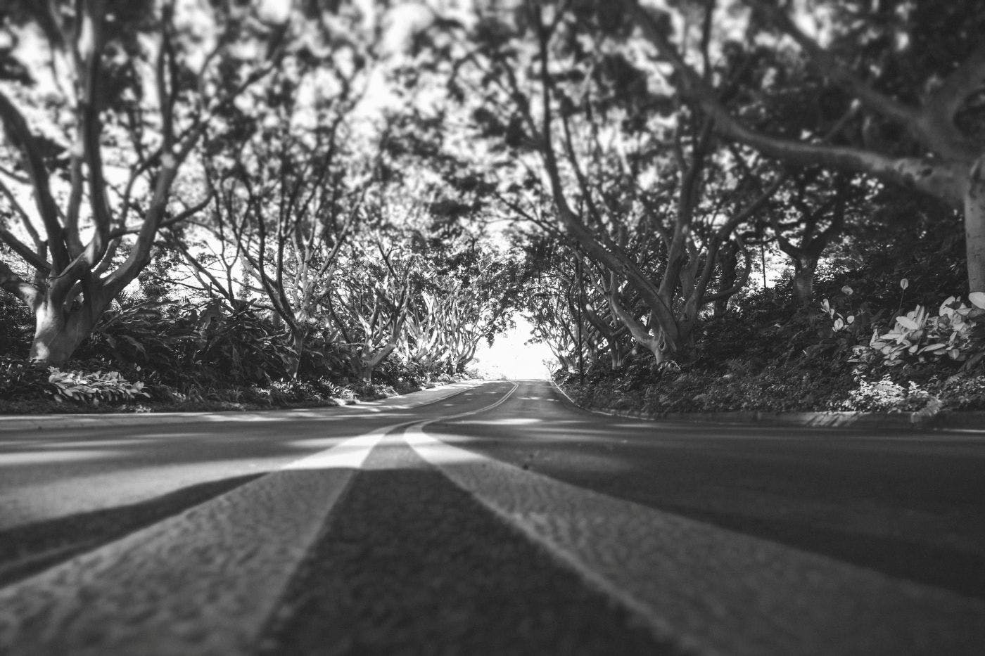 Grayscale of a low shot looking at a road