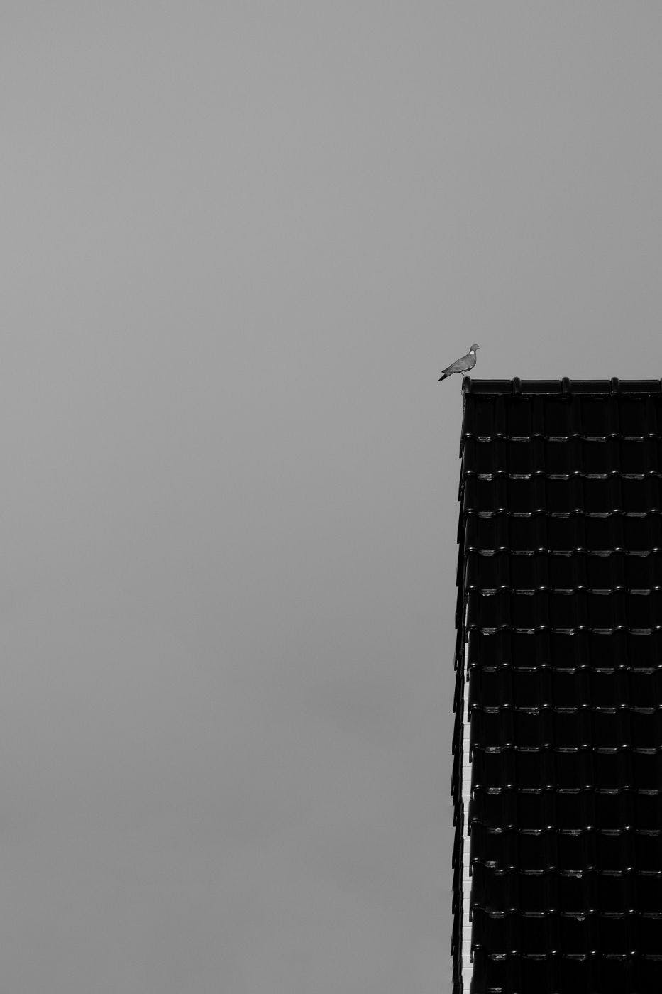 A pigeon perched on the edge of the top of a building