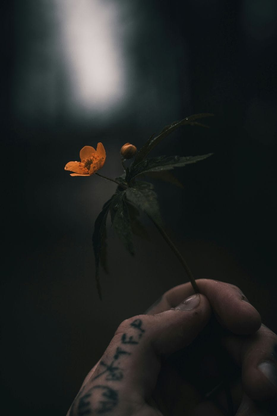 A tattooed hand holding an orange flower