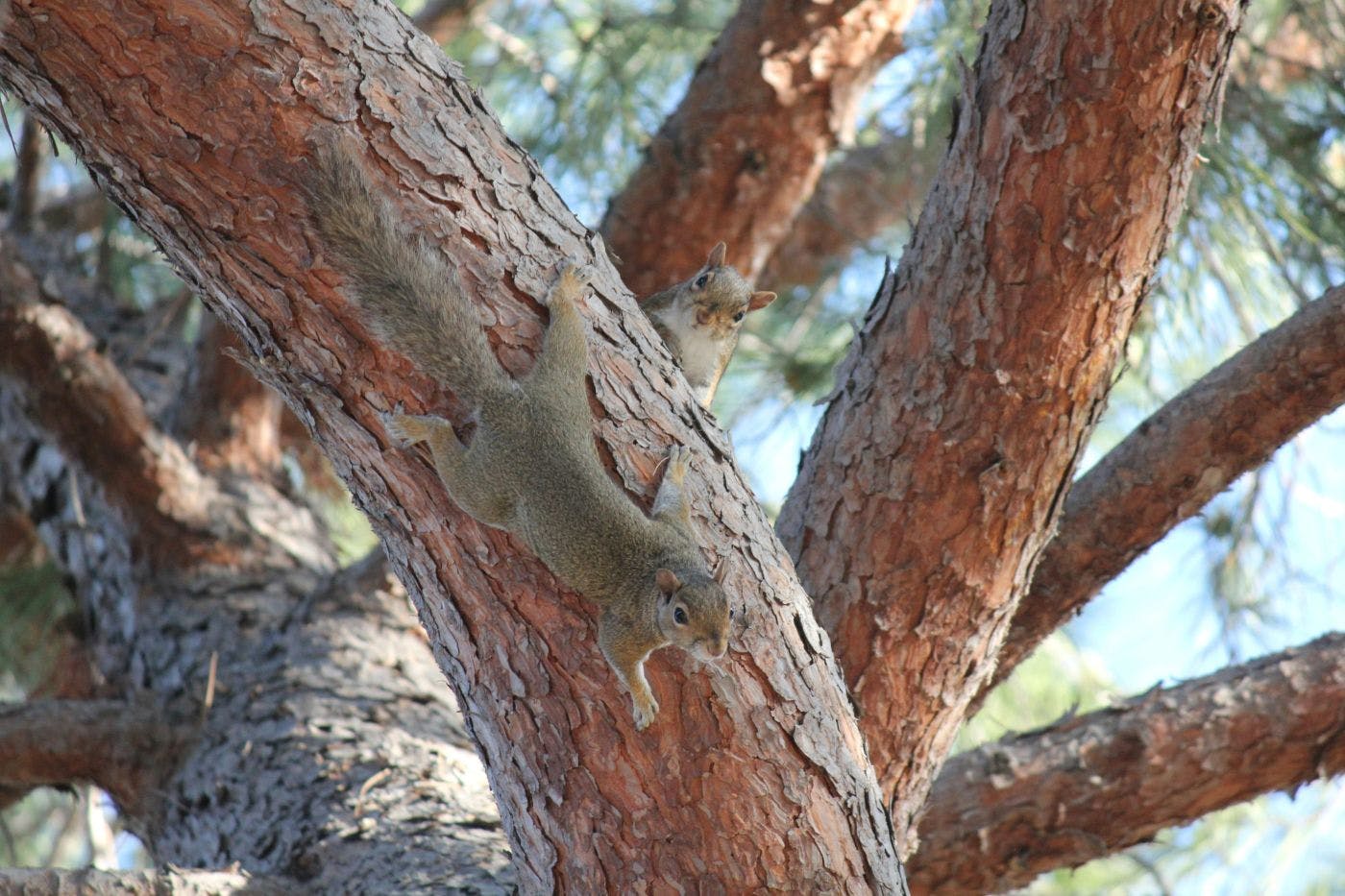 Squirrels climbing a tree