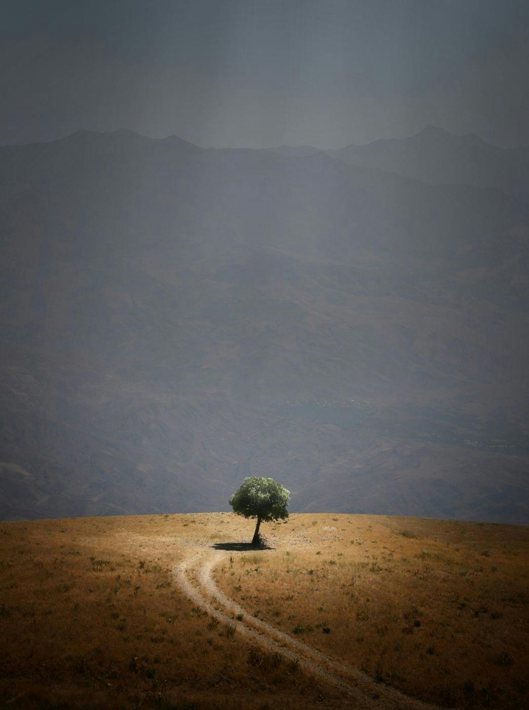 A single tree in a vast landscape