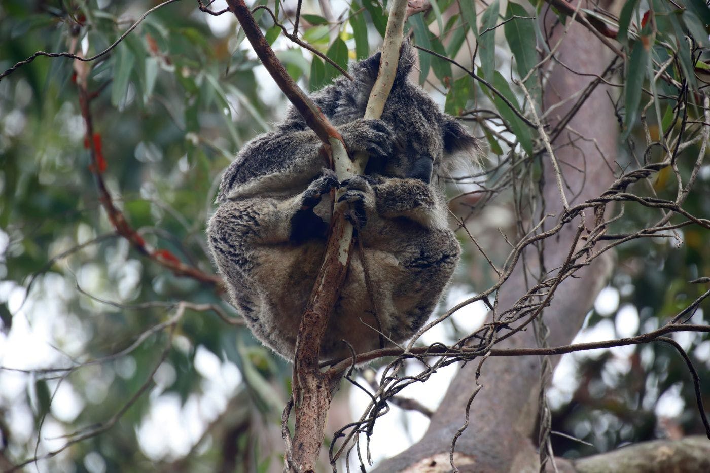 A Koala clinging to a branch