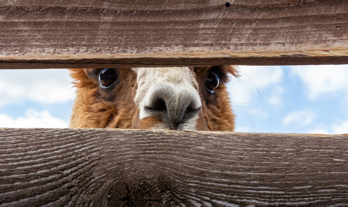 A llama looking through a fence