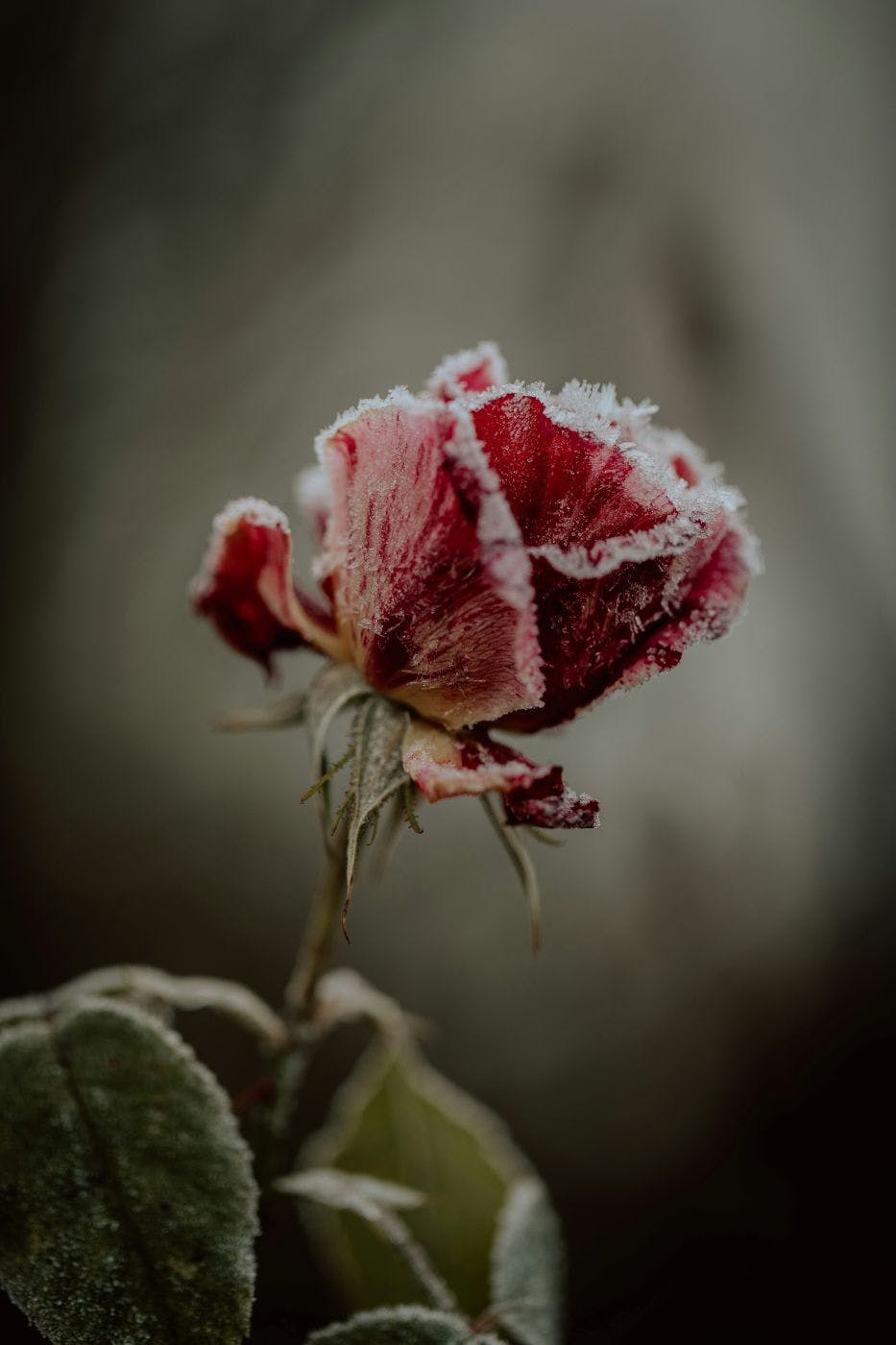 A frost covered rose