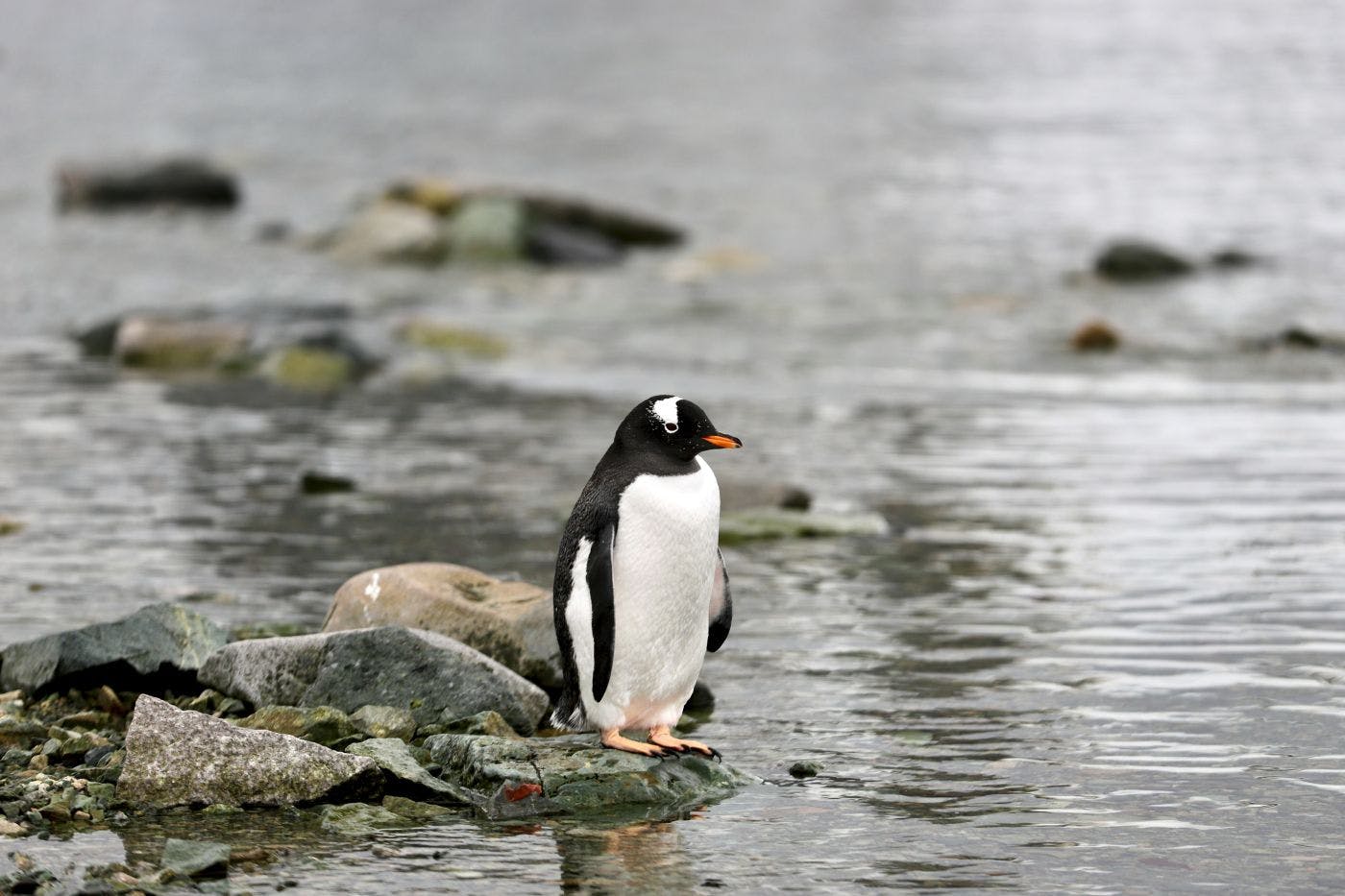 A penguin standing on some rocks by the water