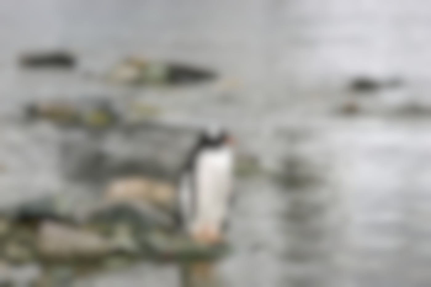 A penguin standing on some rocks by the water