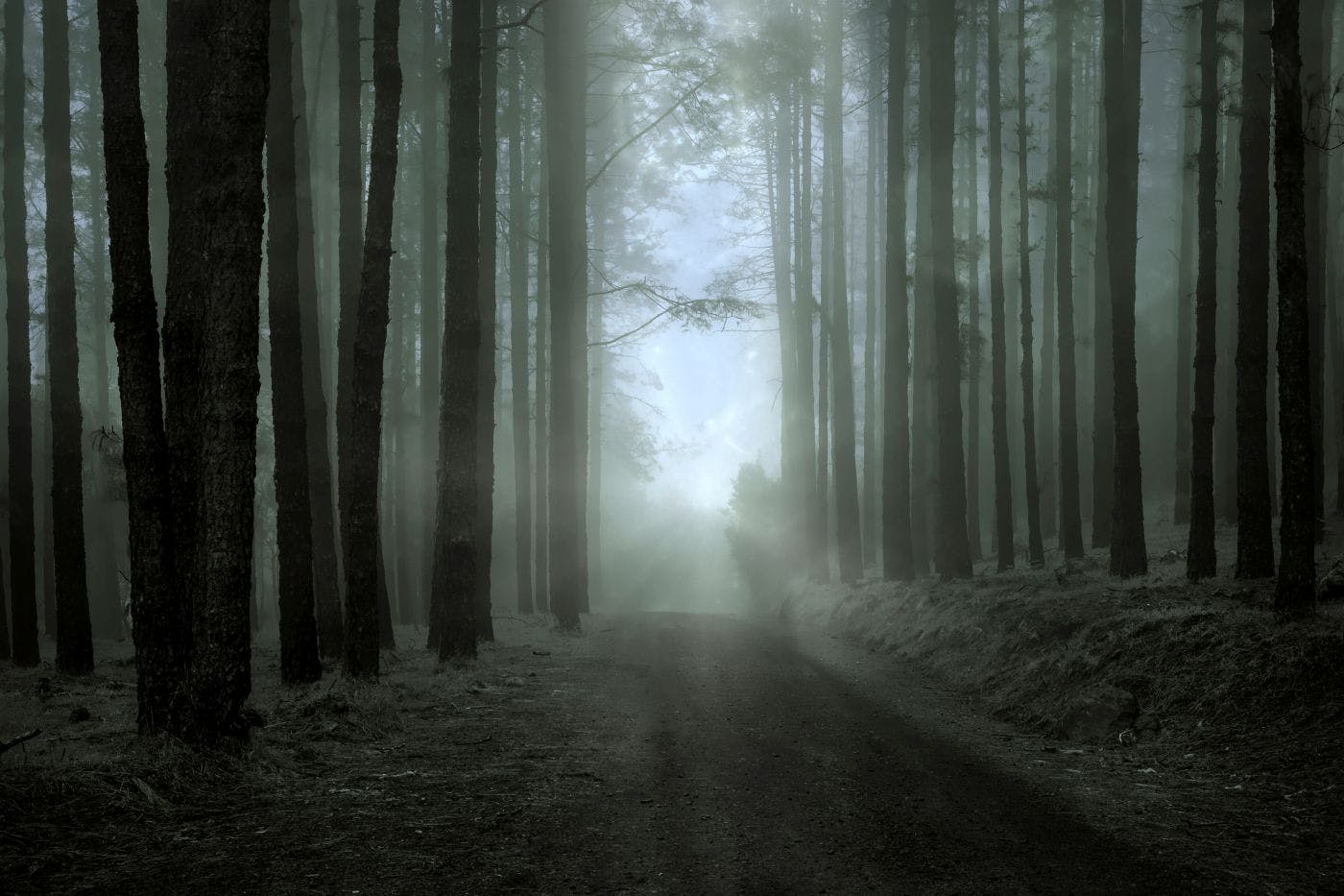 A spooky path through the woods