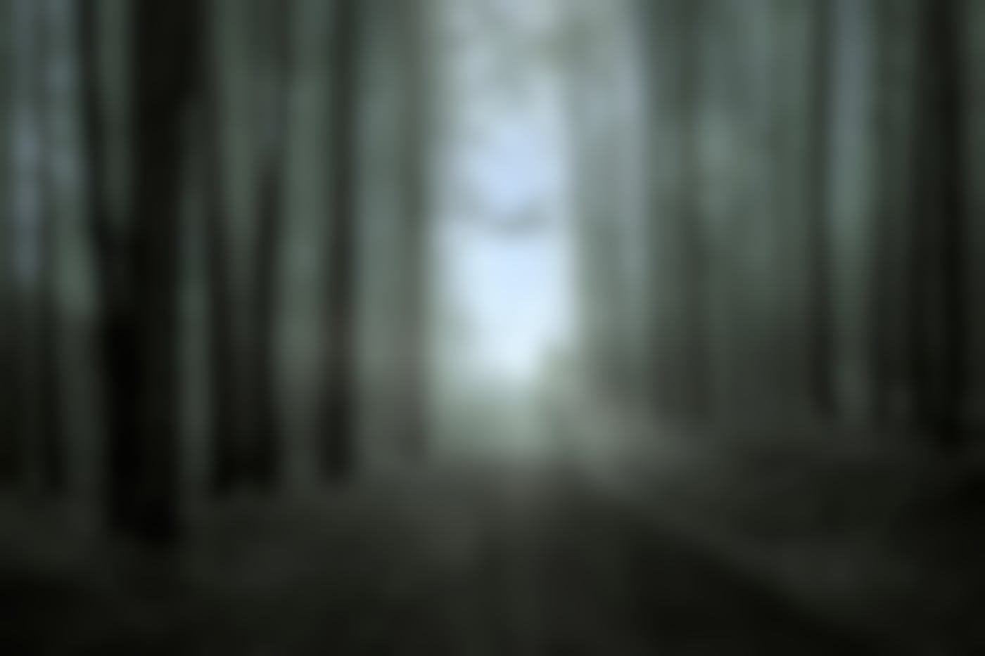 A spooky path through the woods