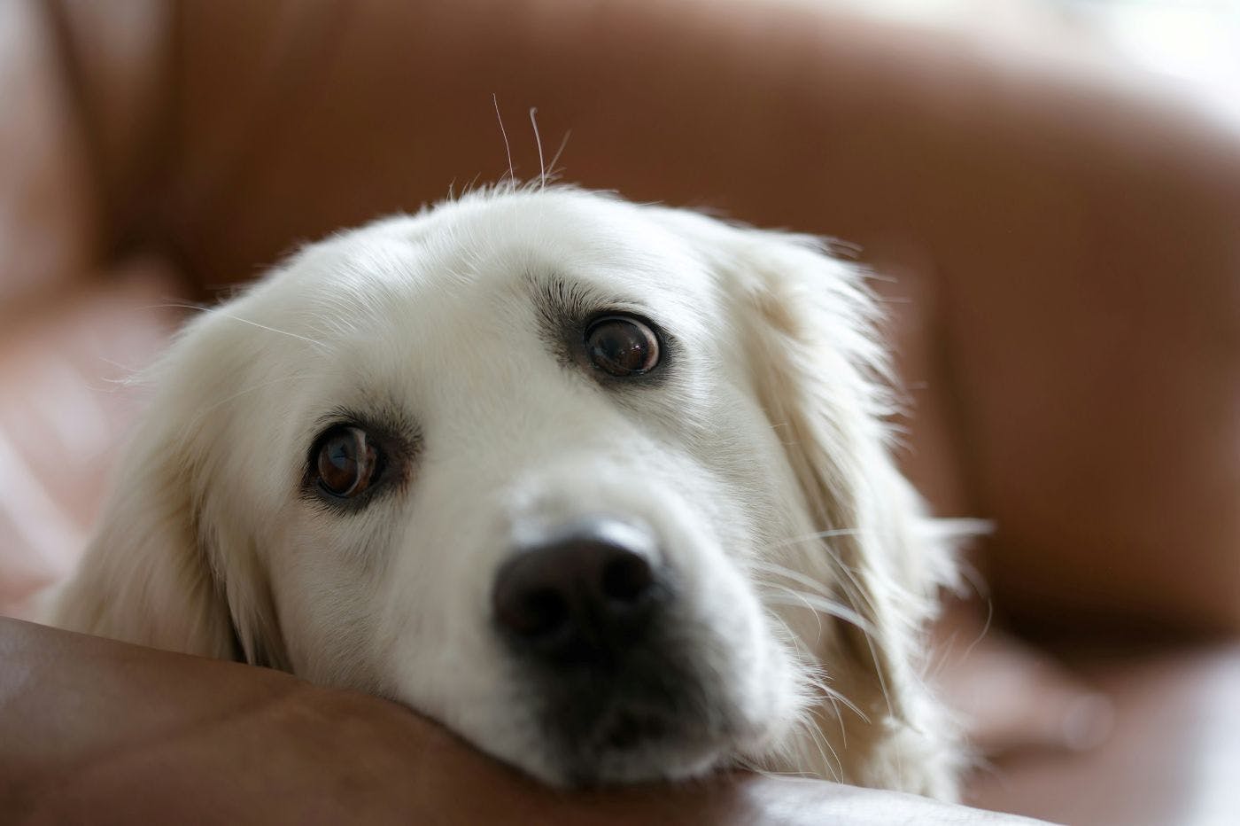 A white dog leaning it's head on the arm of a sofa