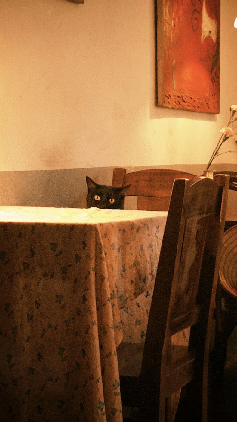 A black cat sitting at a table in a cafe
