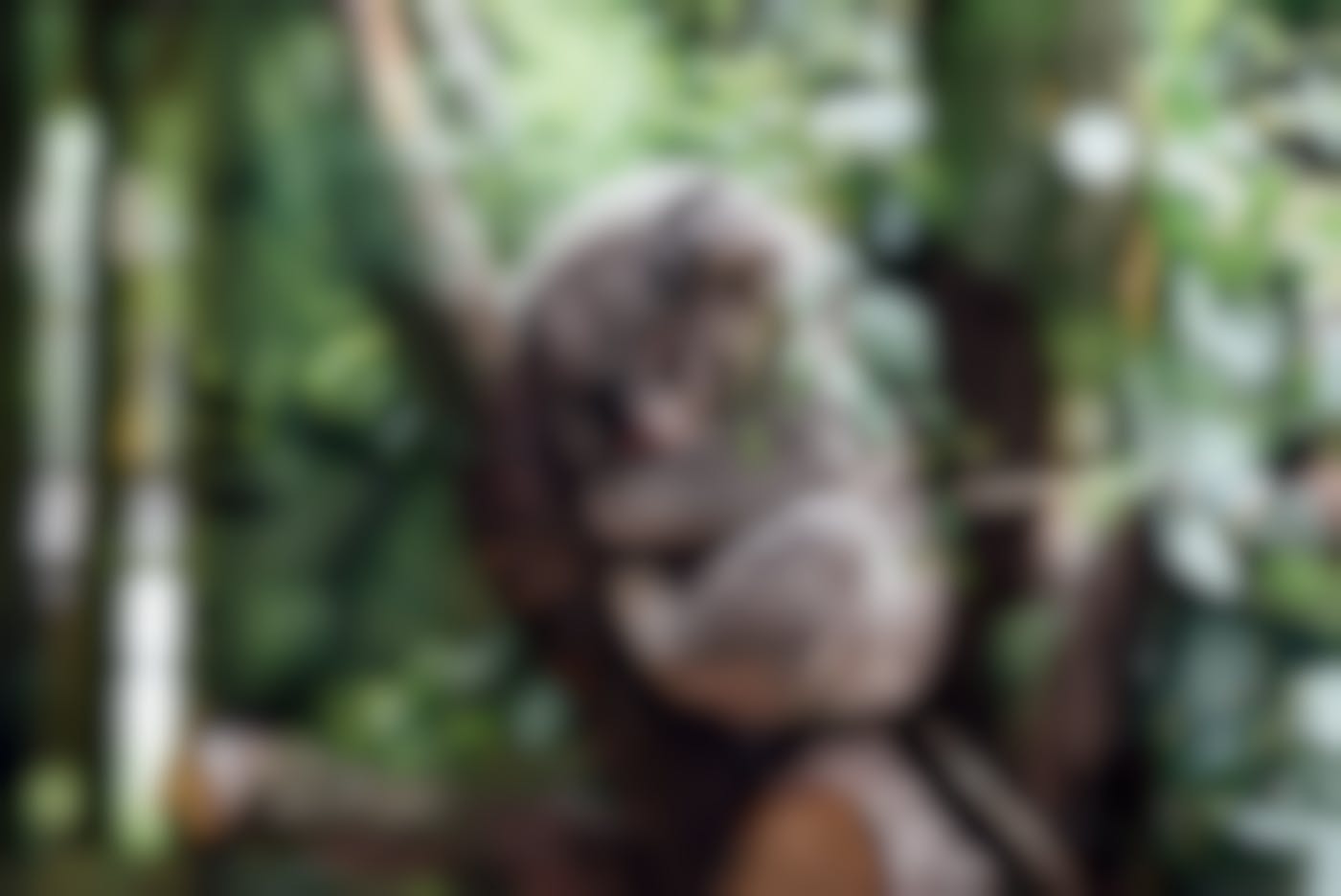 A Kuala napping in a tree