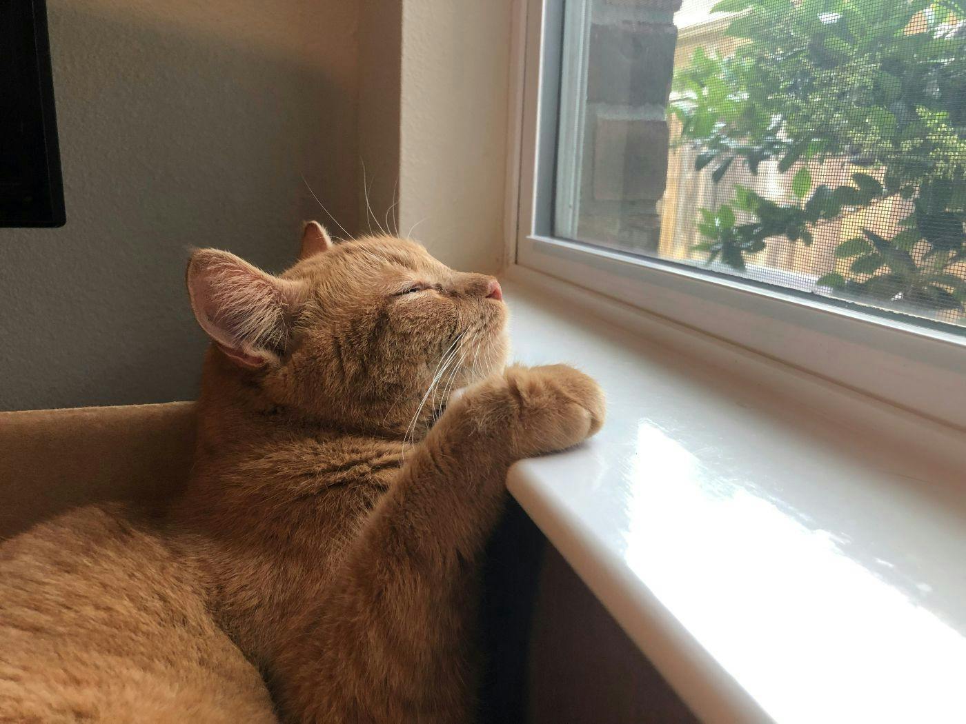 An orange cat napping, head and one paw on a window sill