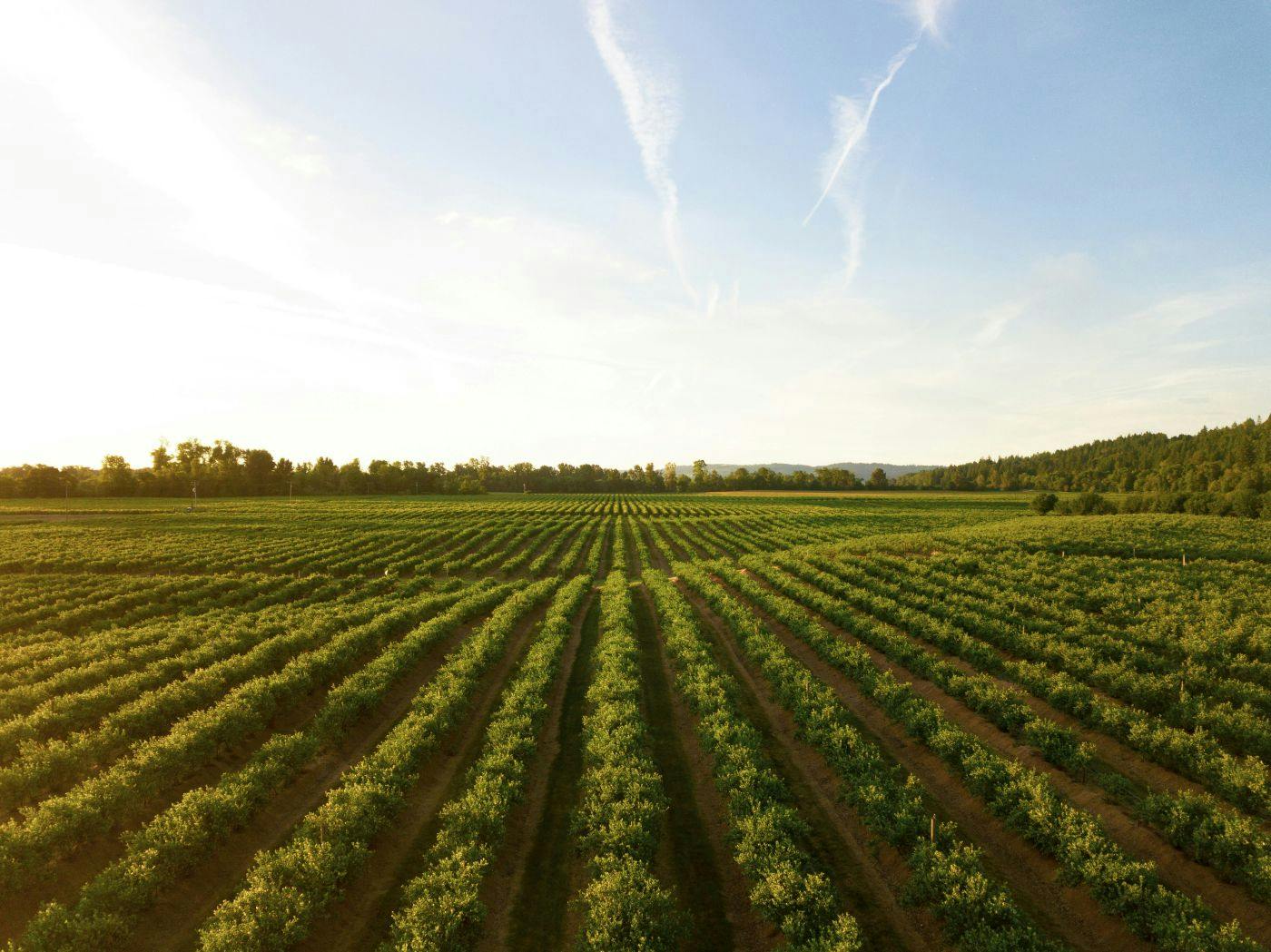 Neat rows of crops in a vast farm field