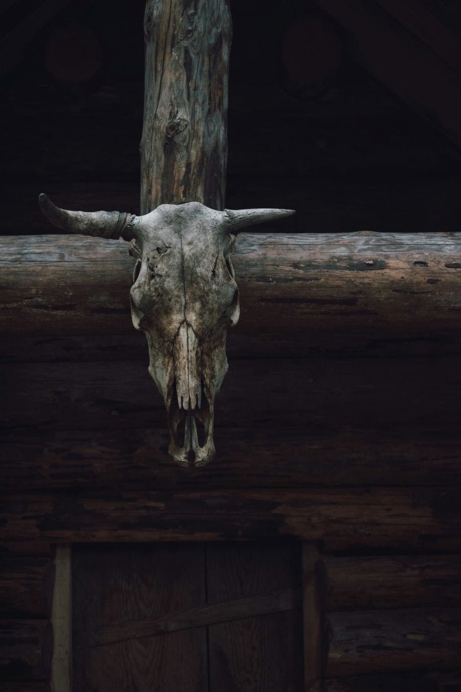 A cows skull nailed to a wooden beam