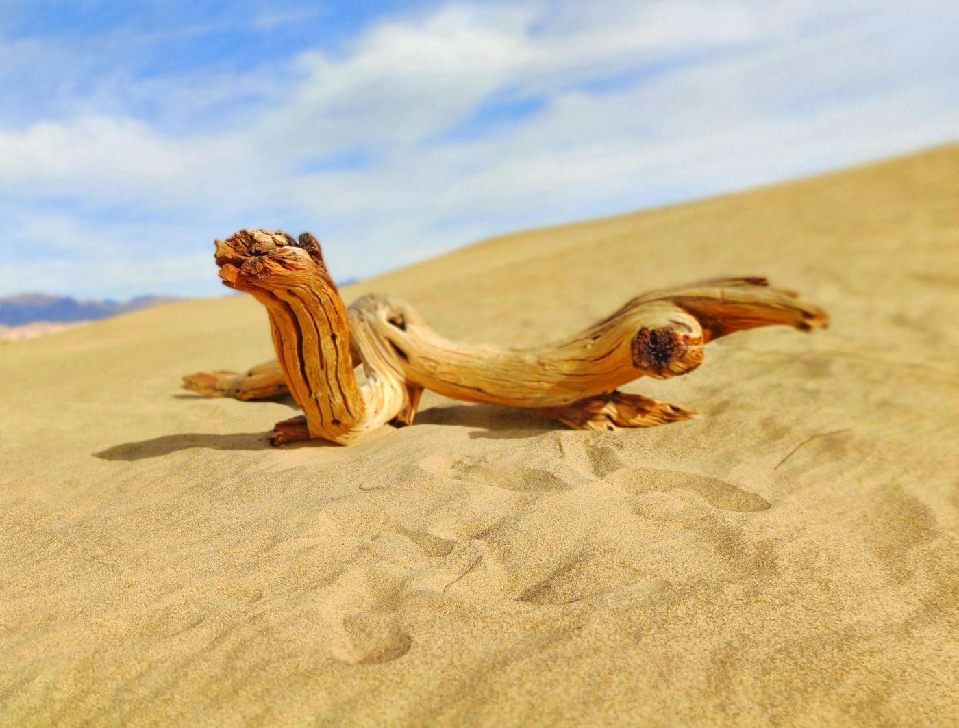 Driftwood on golden sands