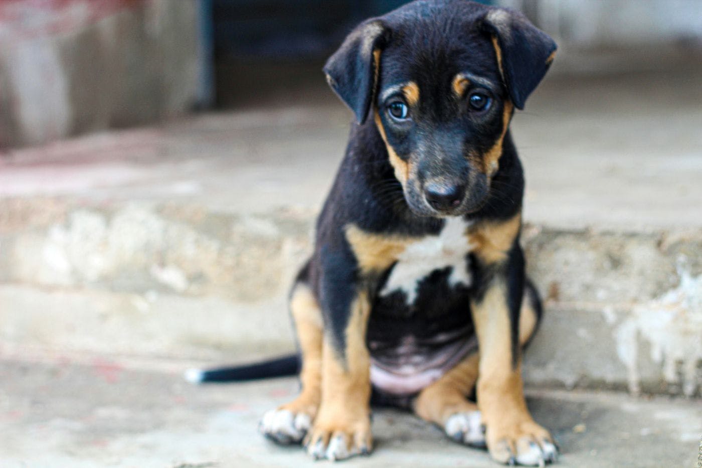 A small dog sitting on stone steps