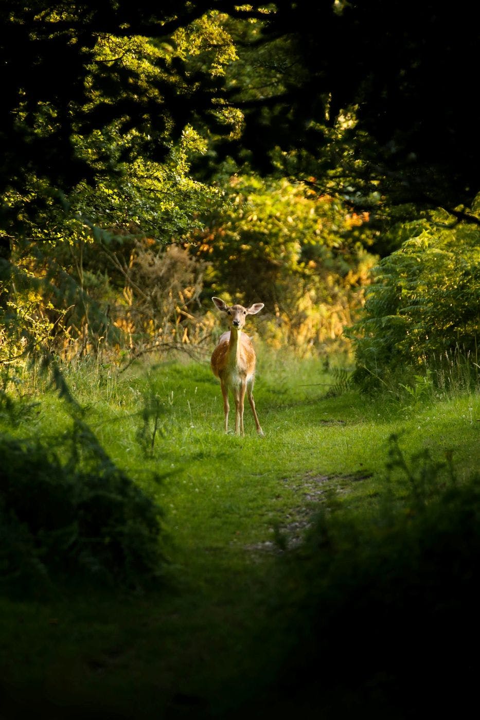 A deer in a clearing in the woods