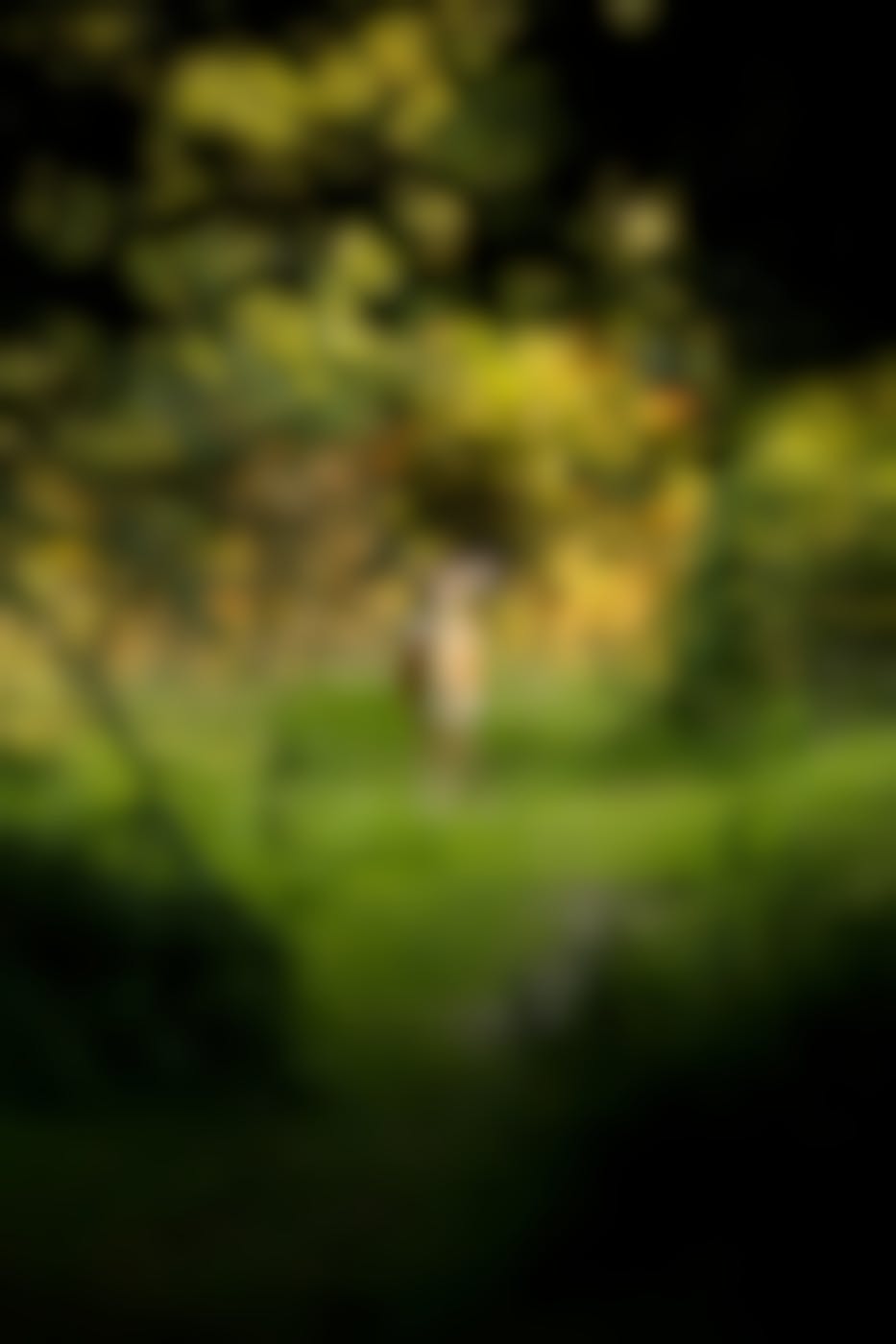 A deer in a clearing in the woods