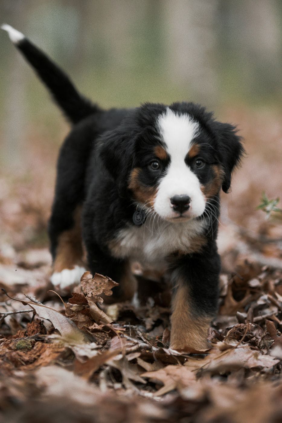 A Bernese Mountain Dog puppy walking through dry leaves
