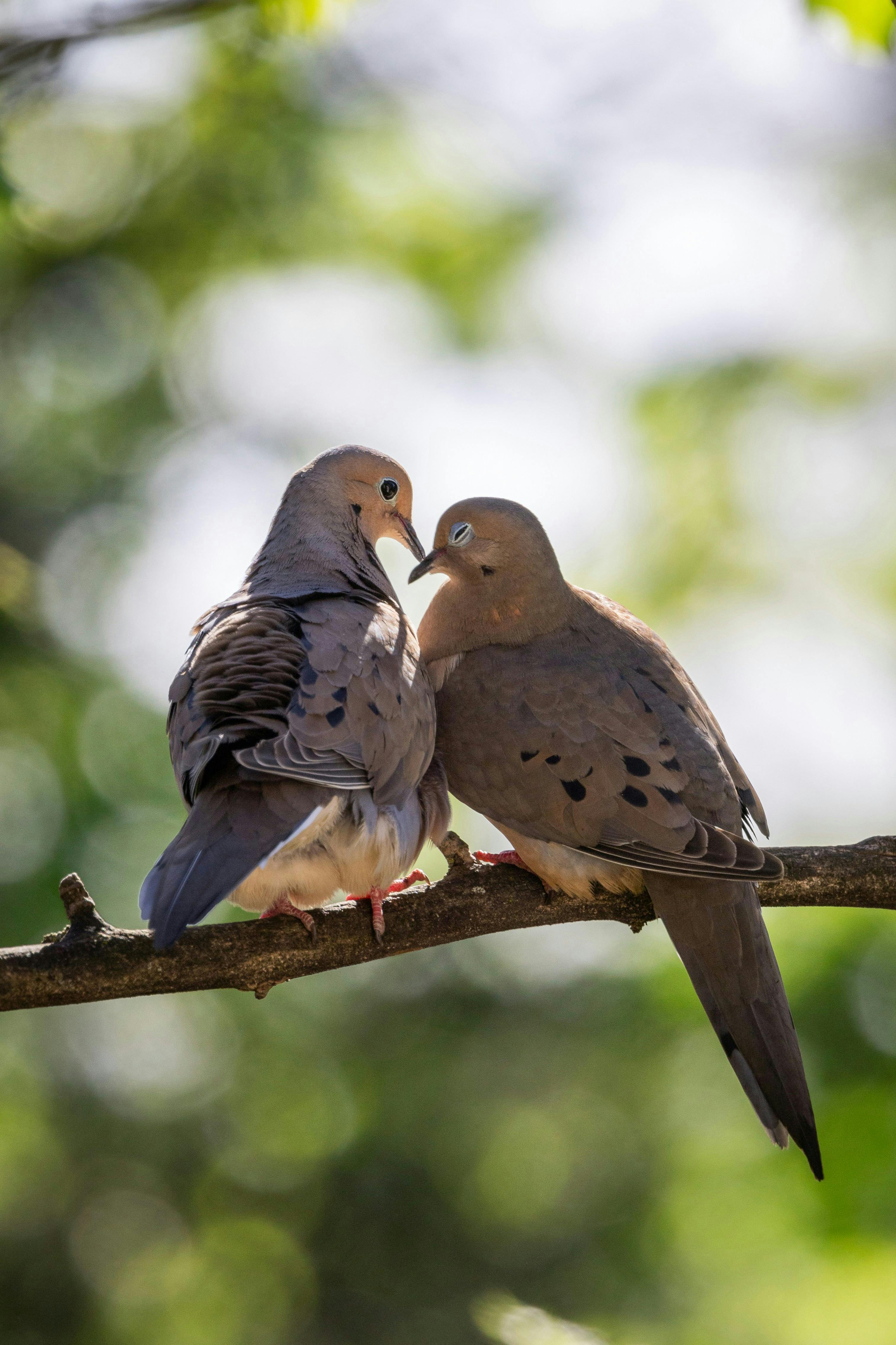 Twp mourning doves sitting on a branch