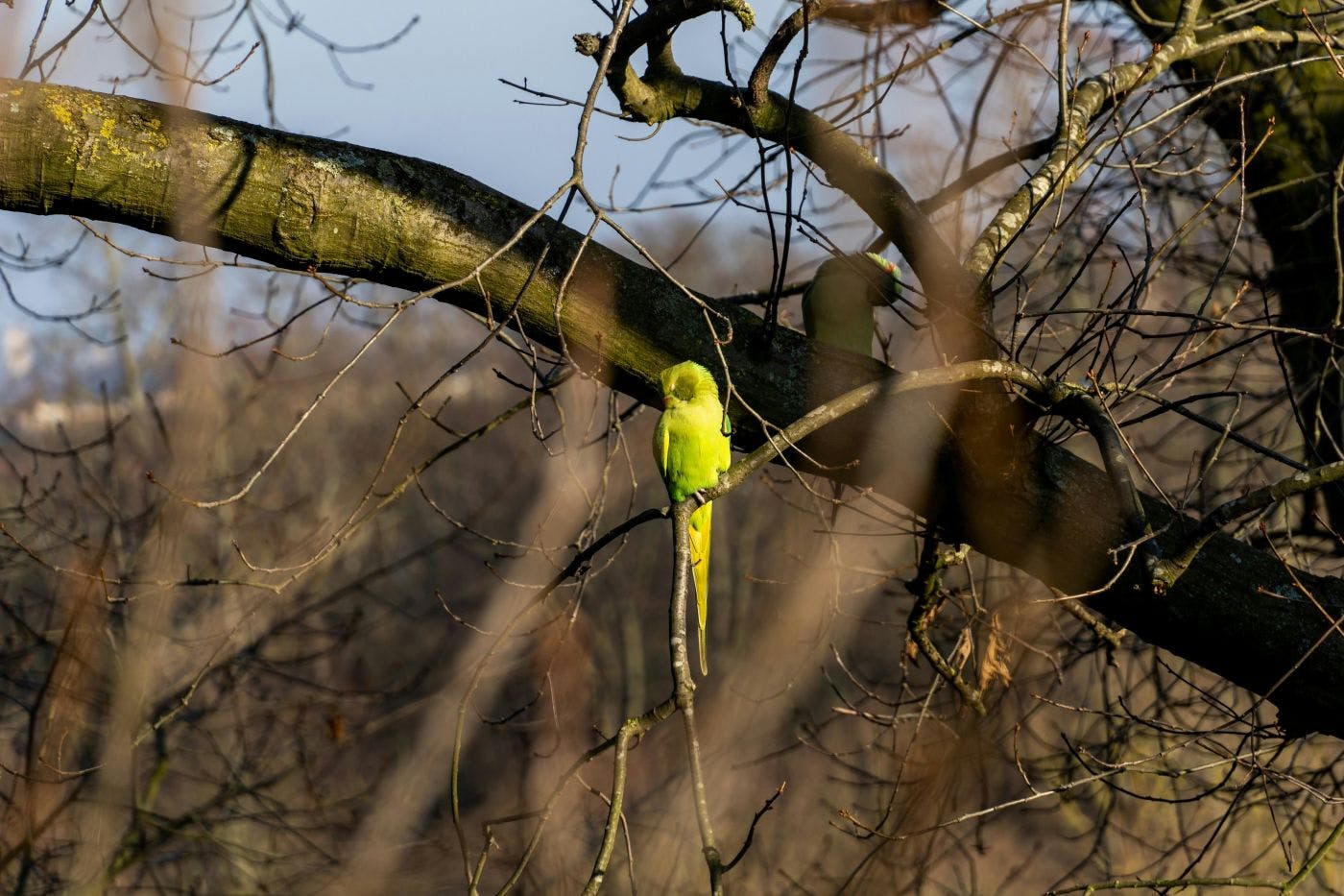 A small yellow bird in and among the branches of trees