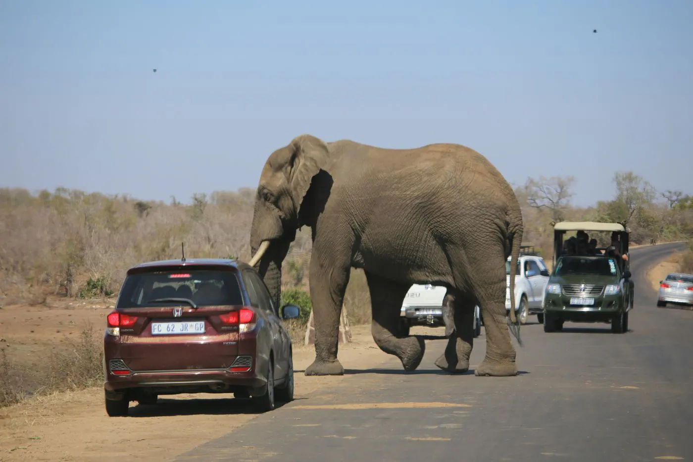 A bull elephant holding up traffic on a small road