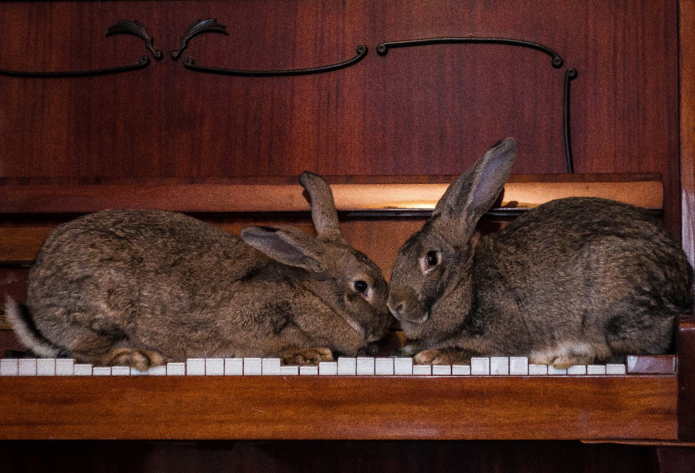 Two brown rabbits face to face on a piano keyboard