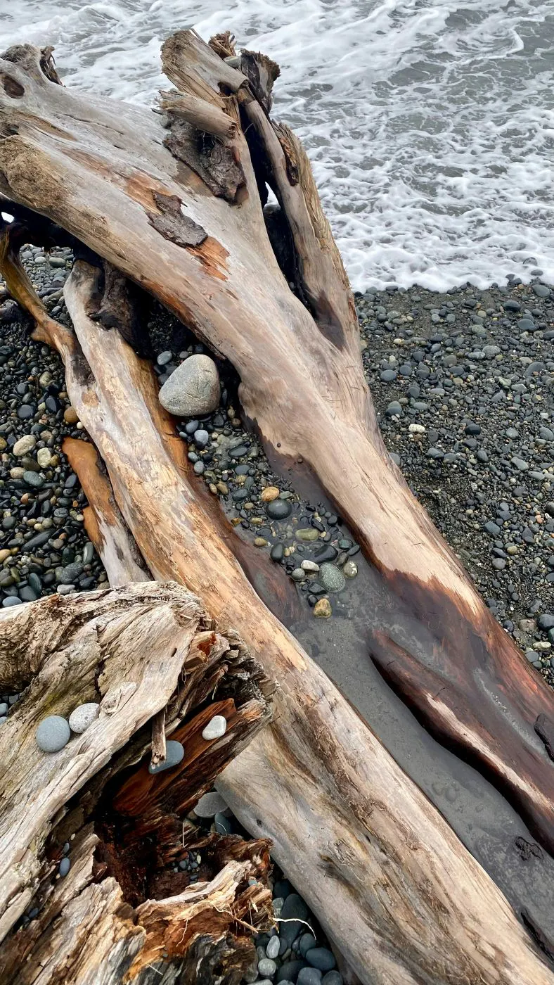 Driftwood in the surf