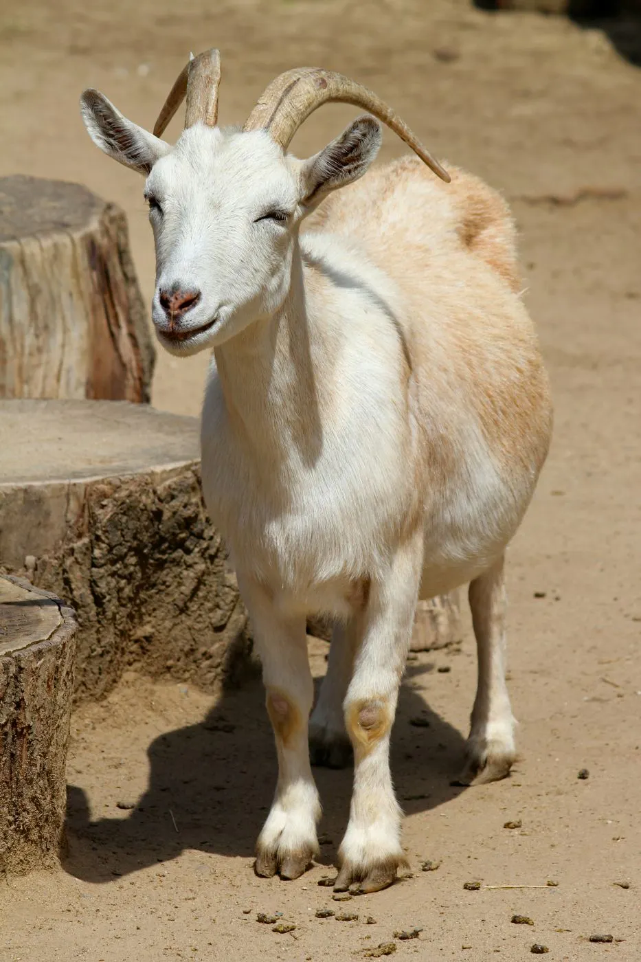 A goat