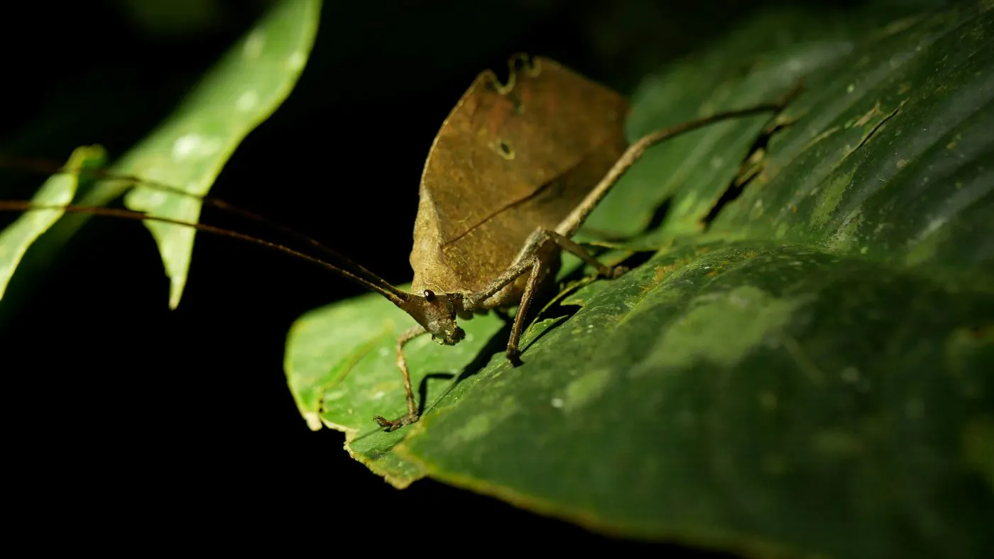 A leaf cutter bug on a leaf