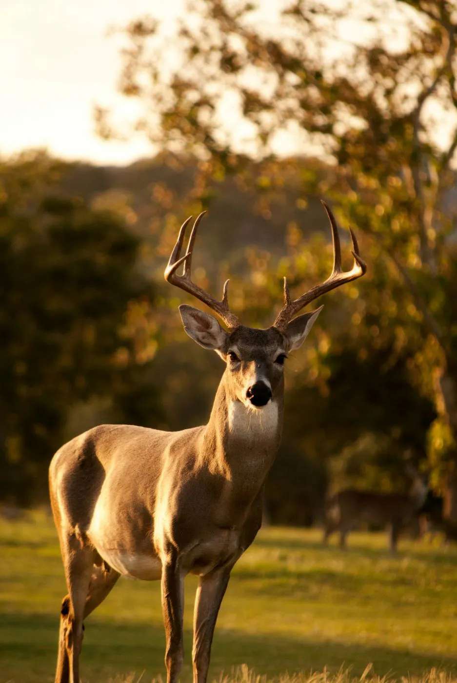 A deer
