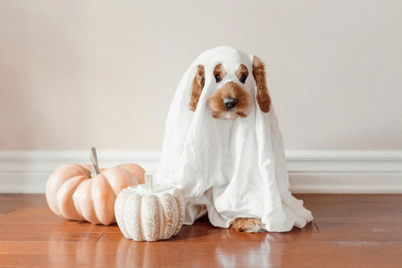 A dog dressed as a ghost next to two pumpkins