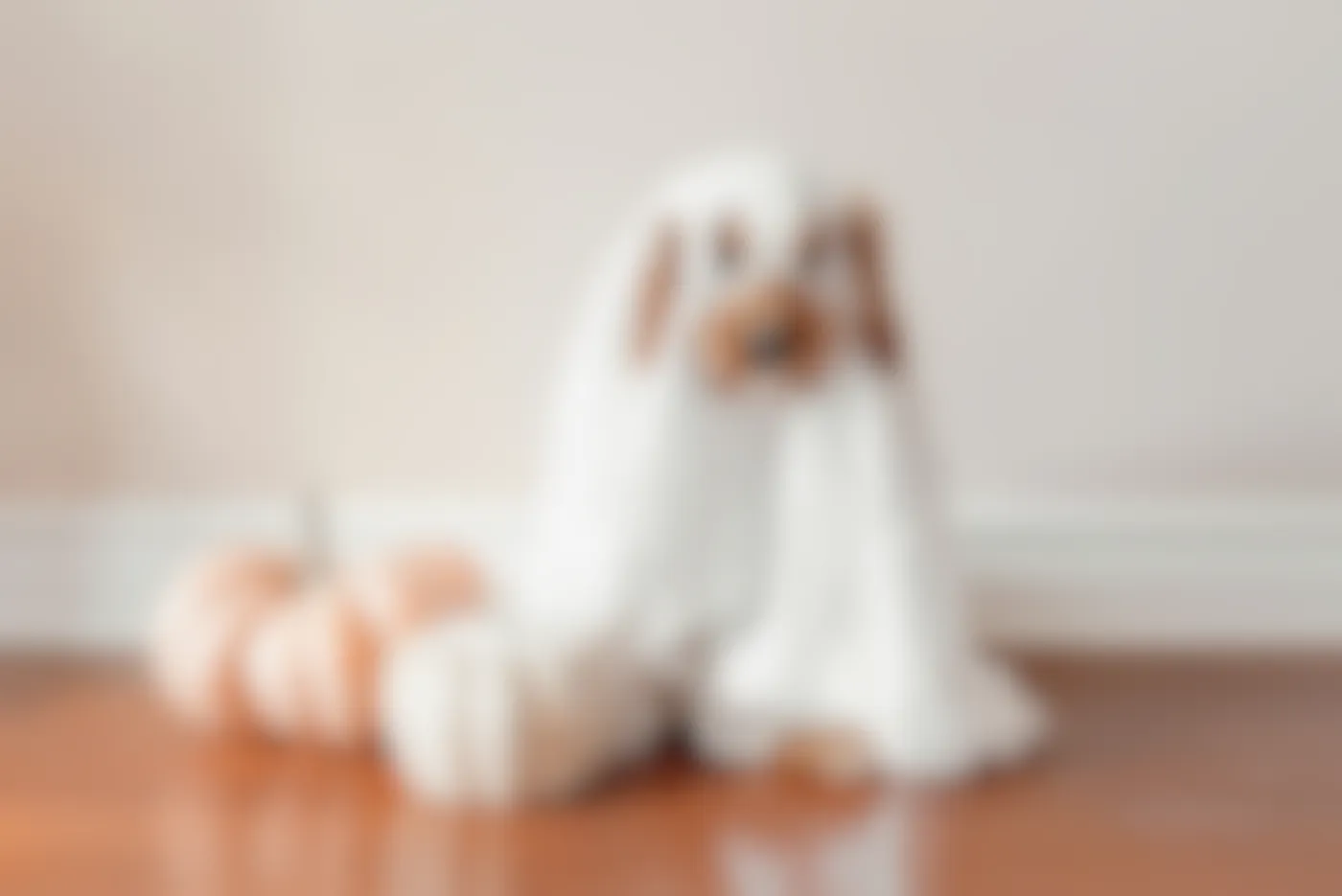 A dog dressed as a ghost next to two pumpkins